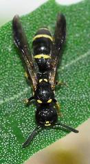 Symmorphus canadensis