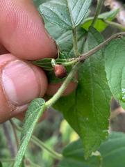 Phoradendron nervosum