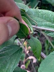 Phoradendron nervosum