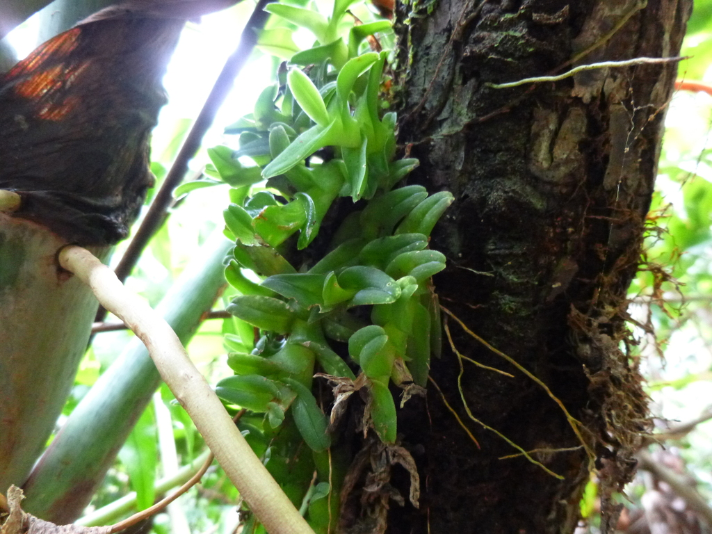 Epidendrum schlechterianum