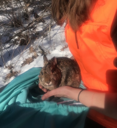 New England Cottontail photographed in New York