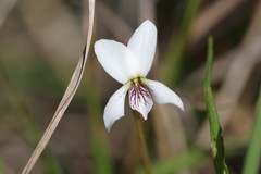 Viola vittata