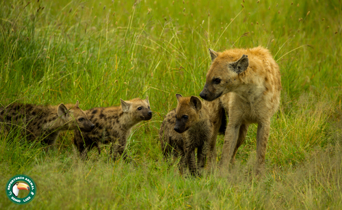 Spotted Hyena