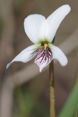 Viola vittata
