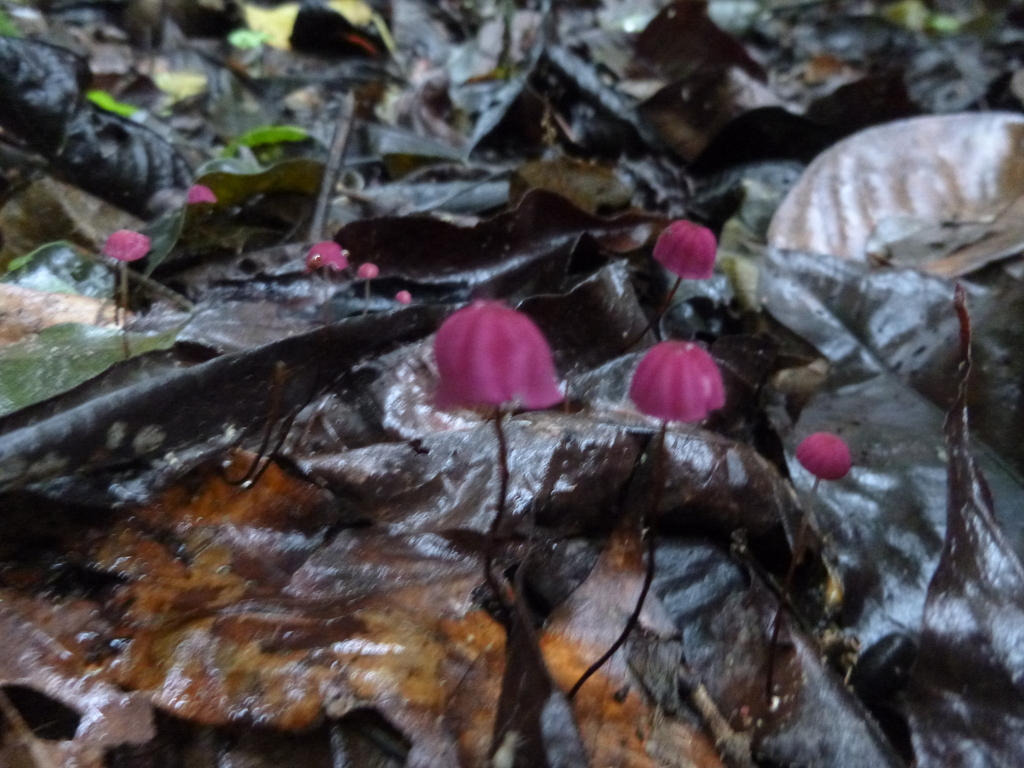 Marasmius haematocephalus · May 2015 · photo: © letiziaw (iNaturalist, cc-by)