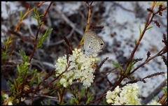 Polygonum dentoceras