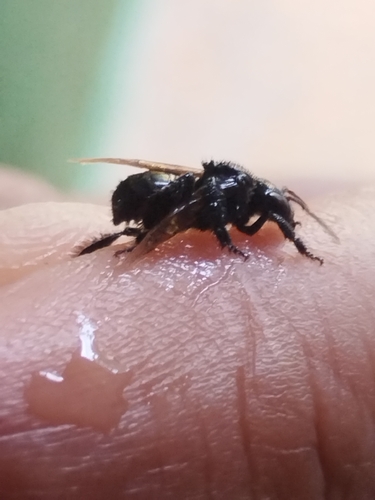 Hyaline-winged Stingless Bee