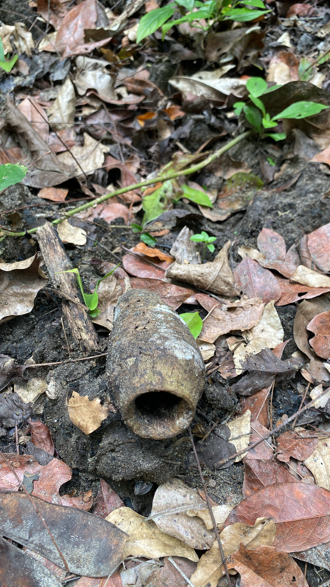 Cariniana estrellensis