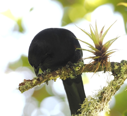 Colombian Mountain Grackle (Macroagelaius subalaris), photo 2