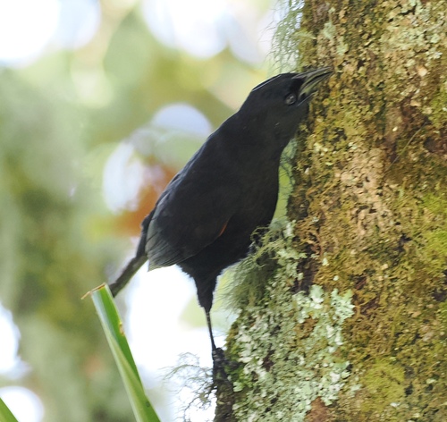 Colombian Mountain Grackle (Macroagelaius subalaris), photo 3