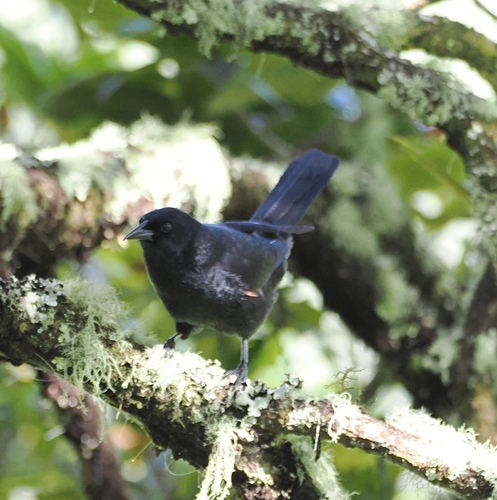 Colombian Mountain Grackle (Macroagelaius subalaris), photo 4