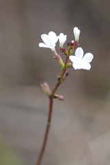 Buchnera floridana image