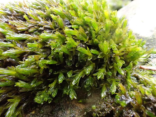 Cinclidotus riparius observed 2026-02-15