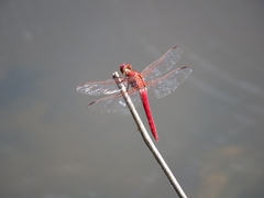 Orthemis nodiplaga