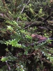 Metrosideros stipularis