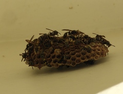 Mischocyttarus pallidipectus