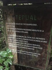 Metrosideros stipularis