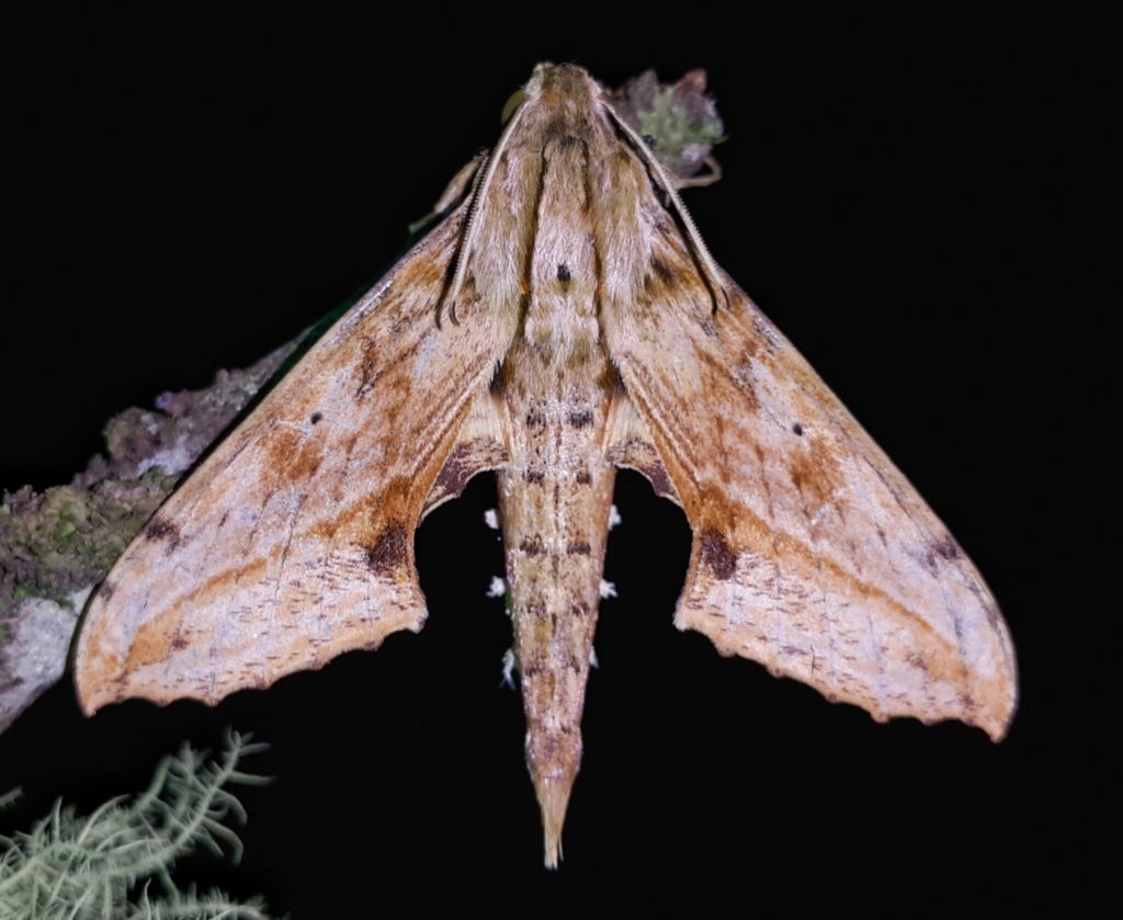 Xylophanes undata