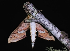 Xylophanes undata