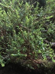 Metrosideros stipularis