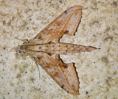 Xylophanes undata