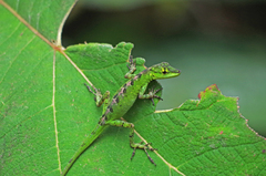 Anolis gemmosus