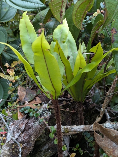 Oleandra neriiformis observed 2026-02-15