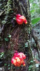 Drymonia coccinea