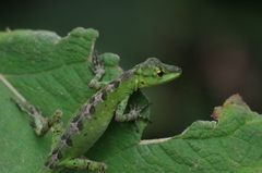 Anolis gemmosus
