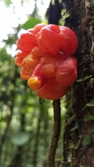 Drymonia coccinea