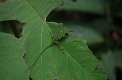 Anolis gemmosus
