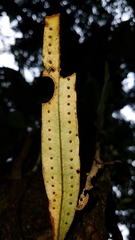 Drymonia coccinea