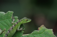 Anolis gemmosus