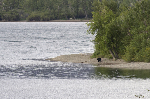 Black Bear