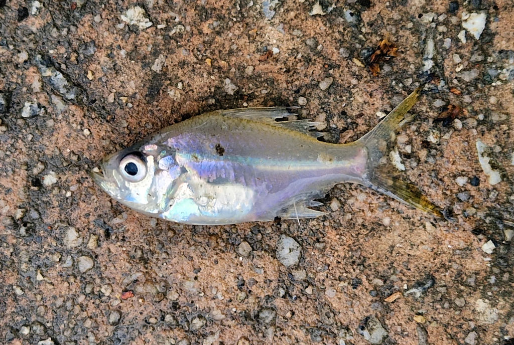 Glassfish