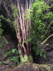 Metrosideros stipularis