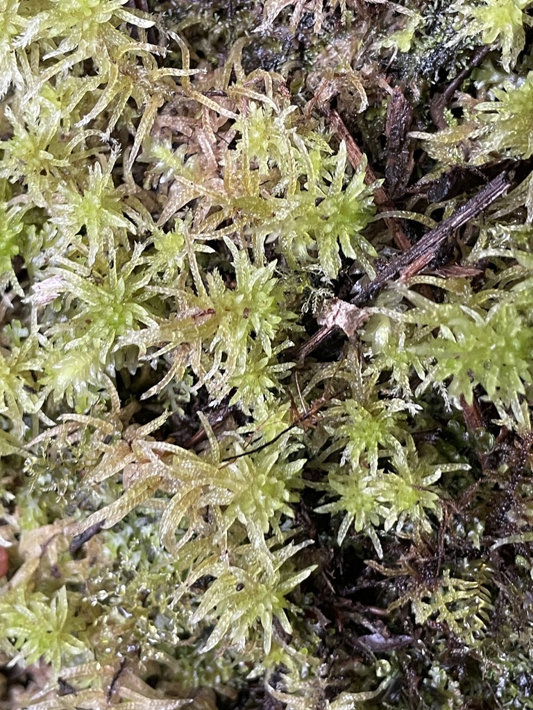 Flatbergium sericeum (Flatbergium sericeum)