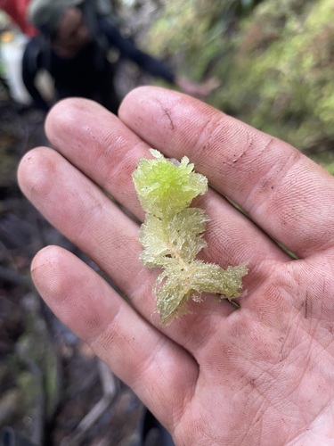 Sphagnum junghuhnianum observed 2026-01-05