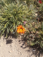 Gazania × splendens