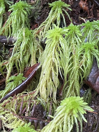 Sphagnum junghuhnianum observed 2026-01-05