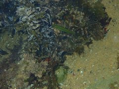 Stethojulis interrupta
