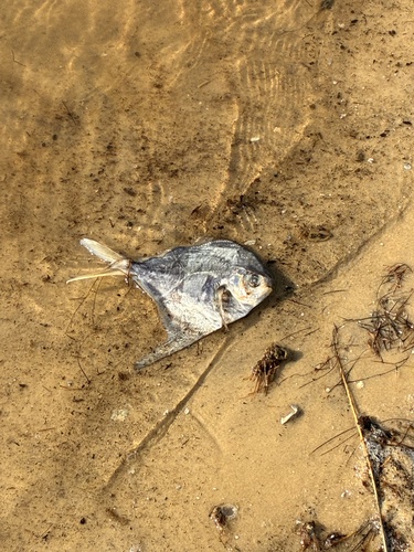 American harvestfish (Peprilus paru) — Stromateidae
