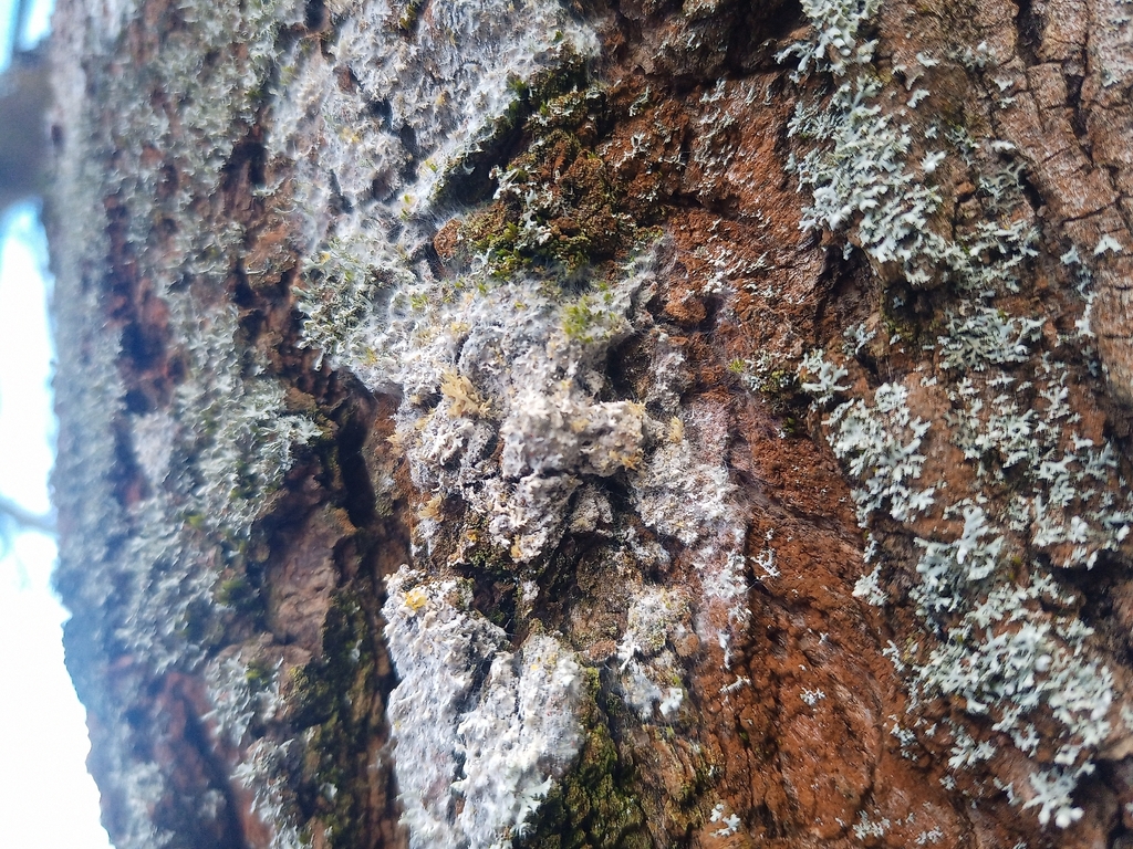 Athelia arachnoidea · February 2026 · photo: © jolinarm (iNaturalist, cc-by)