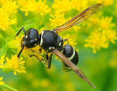 Ancistrocerus catskill