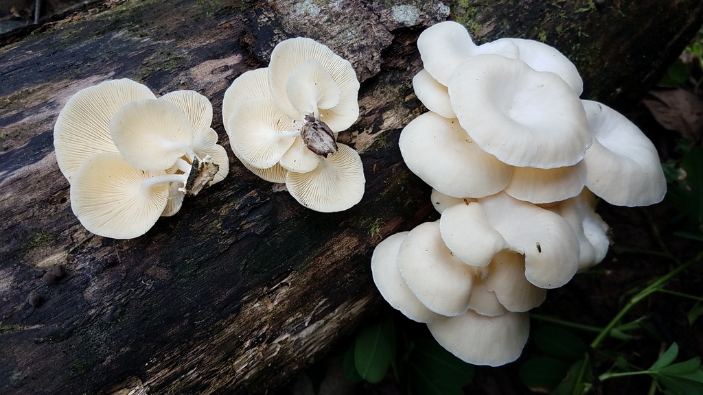 Lentinus concavus · February 2020 · photo: © alan_rockefeller (iNaturalist, cc-by-sa)