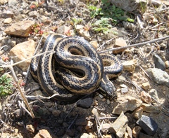 Galvarinus chilensis