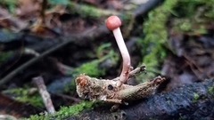 Paraisaria amazonica