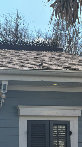 Northern Mockingbird