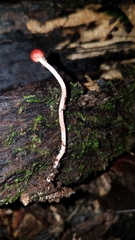 Paraisaria amazonica