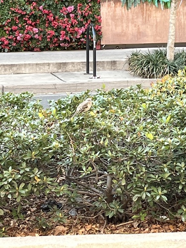 Northern Mockingbird